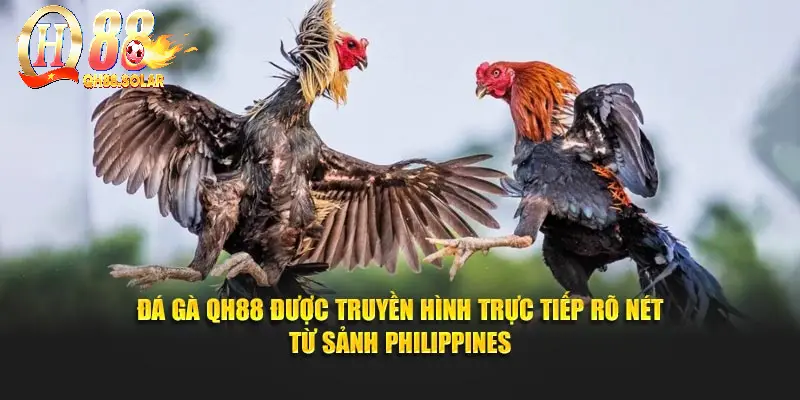 Đá gà QH88 được truyền hình trực tiếp rõ nét từ sảnh Philippines