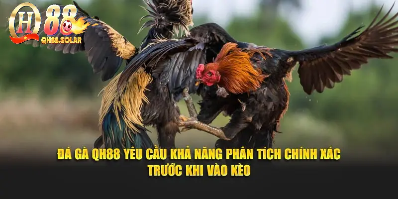 Đá gà QH88 yêu cầu khả năng phân tích chính xác trước khi vào kèo