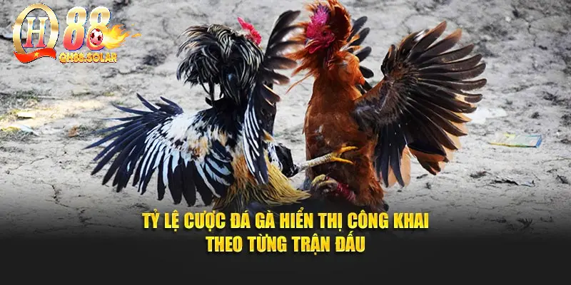 Tỷ lệ cược đá gà hiển thị công khai theo từng trận đấu